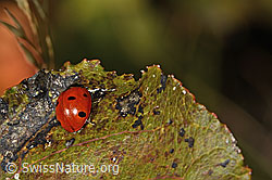 Coccinella septempunctata (C357894) Coccinella septempunctata (C357894)