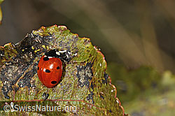 Coccinella septempunctata (C357899) Coccinella septempunctata (C357899)