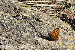 C357937: Kleiner Feuerfalter (Lycaena phlaeas)