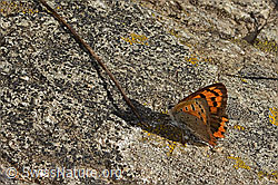 C357942: Kleiner Feuerfalter (Lycaena phlaeas)