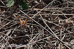 C357943: Kleiner Feuerfalter (Lycaena phlaeas)
