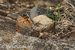 C357962: Kleiner Feuerfalter (Lycaena phlaeas)