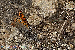 C357964: Kleiner Feuerfalter (Lycaena phlaeas)