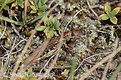 Chorthippus mollis (C357968)