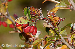C358050: Gewöhnliche Berberitze (Berberis vulgaris)