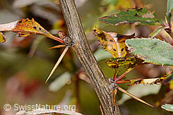 C358052: Gewöhnliche Berberitze (Berberis vulgaris)
