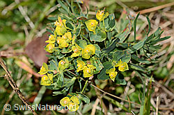 Euphorbia cyparissias (C358062) Euphorbia cyparissias (C358062)