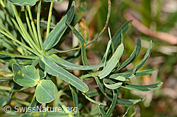 Euphorbia cyparissias (C358064) Euphorbia cyparissias (C358064)