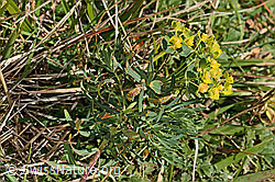 Euphorbia cyparissias (C358065) Euphorbia cyparissias (C358065)