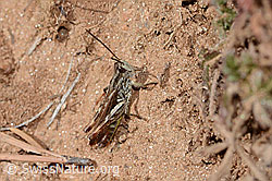 Chorthippus mollis (17.10.2025, C358130) Chorthippus mollis (17.10.2025, C358130)