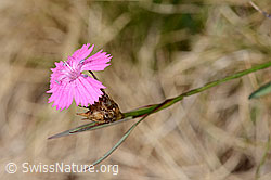 Gewöhnliche Kartäuser-Nelke (Dianthus carthusianorum) (C358161)