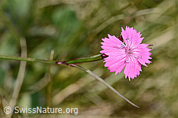 Gewöhnliche Kartäuser-Nelke (Dianthus carthusianorum) (C358165)