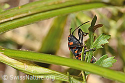 C358188: Knappe (Spilostethus saxatilis)