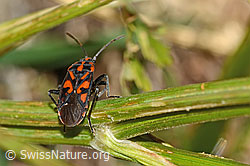 Knappe (Spilostethus saxatilis) (18.10.2025, C358189) Knappe (Spilostethus saxatilis) (18.10.2025, C358189)