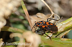 C358190: Knappe (Spilostethus saxatilis)