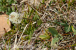 Foto: Berg-Klee (Trifolium montanum)