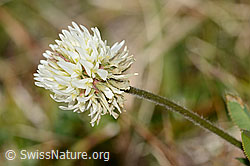 Foto: Berg-Klee (Trifolium montanum)
