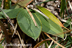Foto: Berg-Klee (Trifolium montanum)