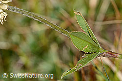 Foto: Berg-Klee (Trifolium montanum)