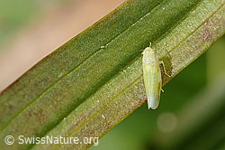 Foto: Schwefelblattzikade (Emelyanoviana mollicula)
