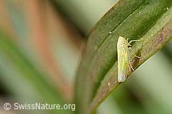 Foto: Schwefelblattzikade (Emelyanoviana mollicula)