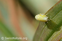 Foto: Schwefelblattzikade (Emelyanoviana mollicula)