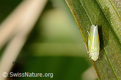 Foto: Schwefelblattzikade (Emelyanoviana mollicula)