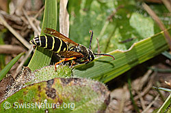 Berg-Feldwespe (Polistes biglumis) (C358306)
