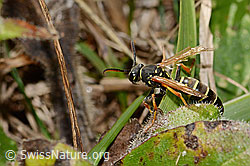 Berg-Feldwespe (Polistes biglumis) (C358307)