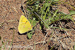 Foto: Postillon (Colias crocea)