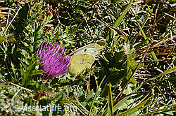 Postillon (Colias crocea) auf Stängelloser Kratzdistel (Cirsium acaule) (C358341) Postillon (Colias crocea) auf Stängelloser Kratzdistel (Cirsium acaule) (C358341)