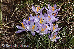 Crocus albiflorus (C359848) Crocus albiflorus (C359848)