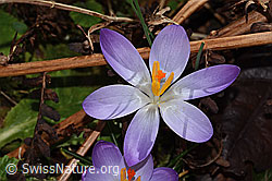 Crocus albiflorus (C359849) Crocus albiflorus (C359849)