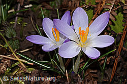 Crocus albiflorus (C359850) Crocus albiflorus (C359850)