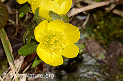 Eranthis hyemalis (C359870) Eranthis hyemalis (C359870)