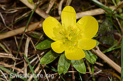 Eranthis hyemalis (C359872) Eranthis hyemalis (C359872)