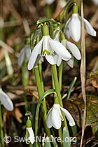 Schneeglöckchen (Galanthus nivalis) (C359888)
