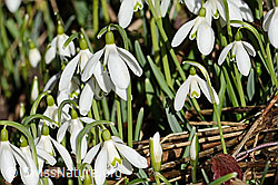 Schneeglöckchen (Galanthus nivalis) (C359891)