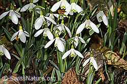 Schneeglöckchen (Galanthus nivalis) (C359895)