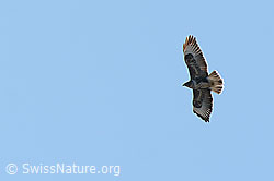 Buteo buteo (C360163) Buteo buteo (C360163)