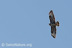 Buteo buteo (27.02.2026, C360167) Buteo buteo (27.02.2026, C360167)