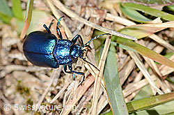 Oreina cacaliae (Blattkäfer) (C360172) Oreina cacaliae (Blattkäfer) (C360172)
