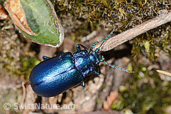 Oreina cacaliae (Blattkäfer) (C360175) Oreina cacaliae (Blattkäfer) (C360175)