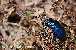 Oreina cacaliae (Blattkäfer) (C360180) Oreina cacaliae (Blattkäfer) (C360180)