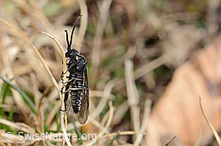 Dolerus nitens (27.02.2026, C360209) Dolerus nitens (27.02.2026, C360209)