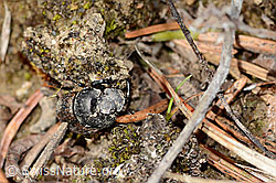 C360214: Mönchs-Kotkäfer (Onthophagus coenobita)