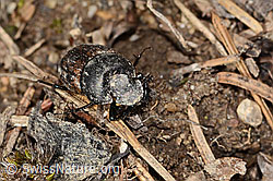 C360216: Mönchs-Kotkäfer (Onthophagus coenobita)