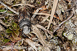 C360218: Mönchs-Kotkäfer (Onthophagus coenobita)