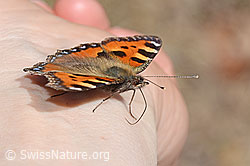 Kleiner Fuchs (Aglais urticae) (C360222) Kleiner Fuchs (Aglais urticae) (C360222)