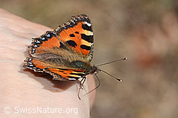 Kleiner Fuchs (Aglais urticae) (C360223) Kleiner Fuchs (Aglais urticae) (C360223)